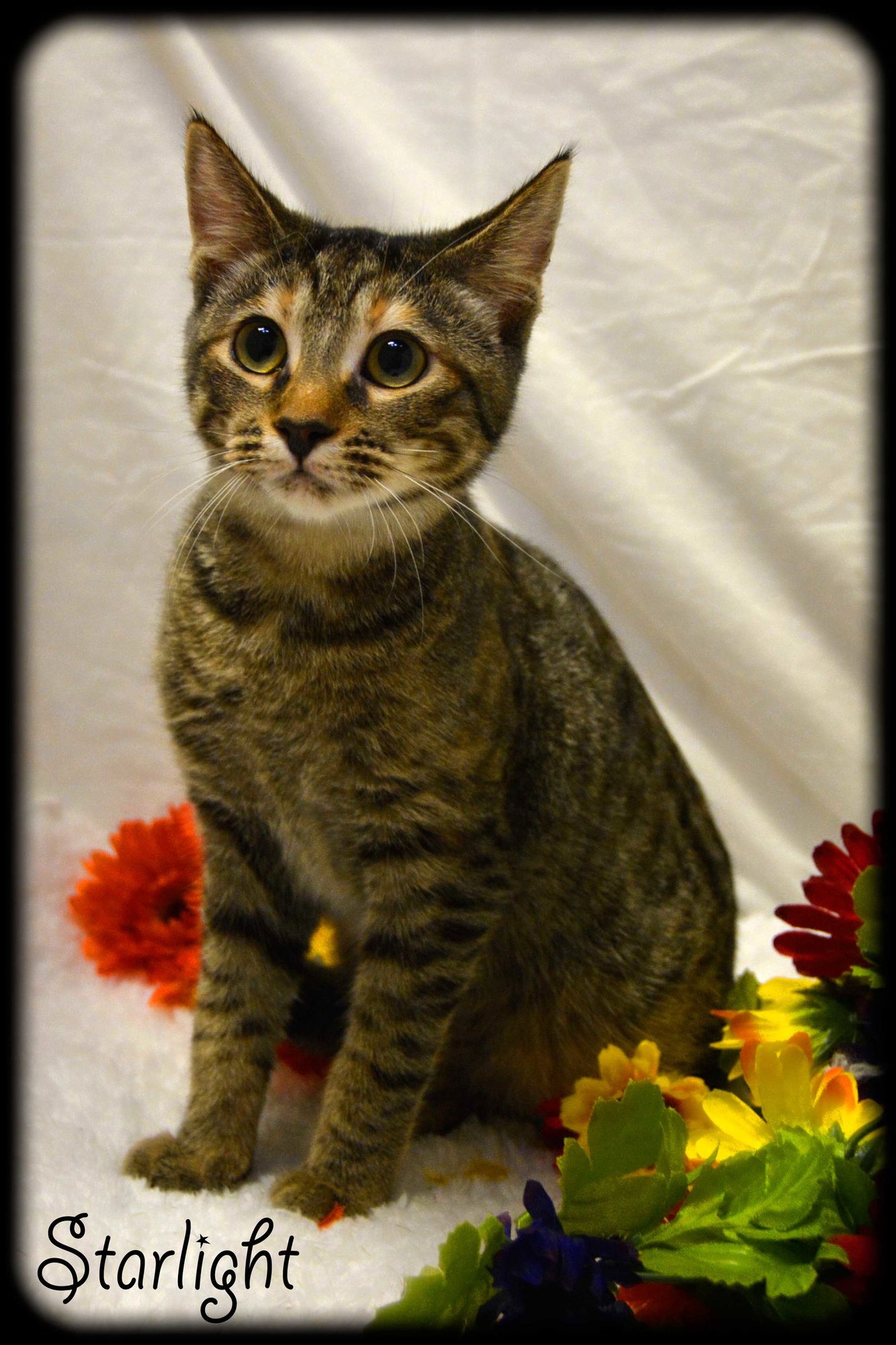 SPICE 8.20.14 - Domestic Short Hair / Torbie available for adoption