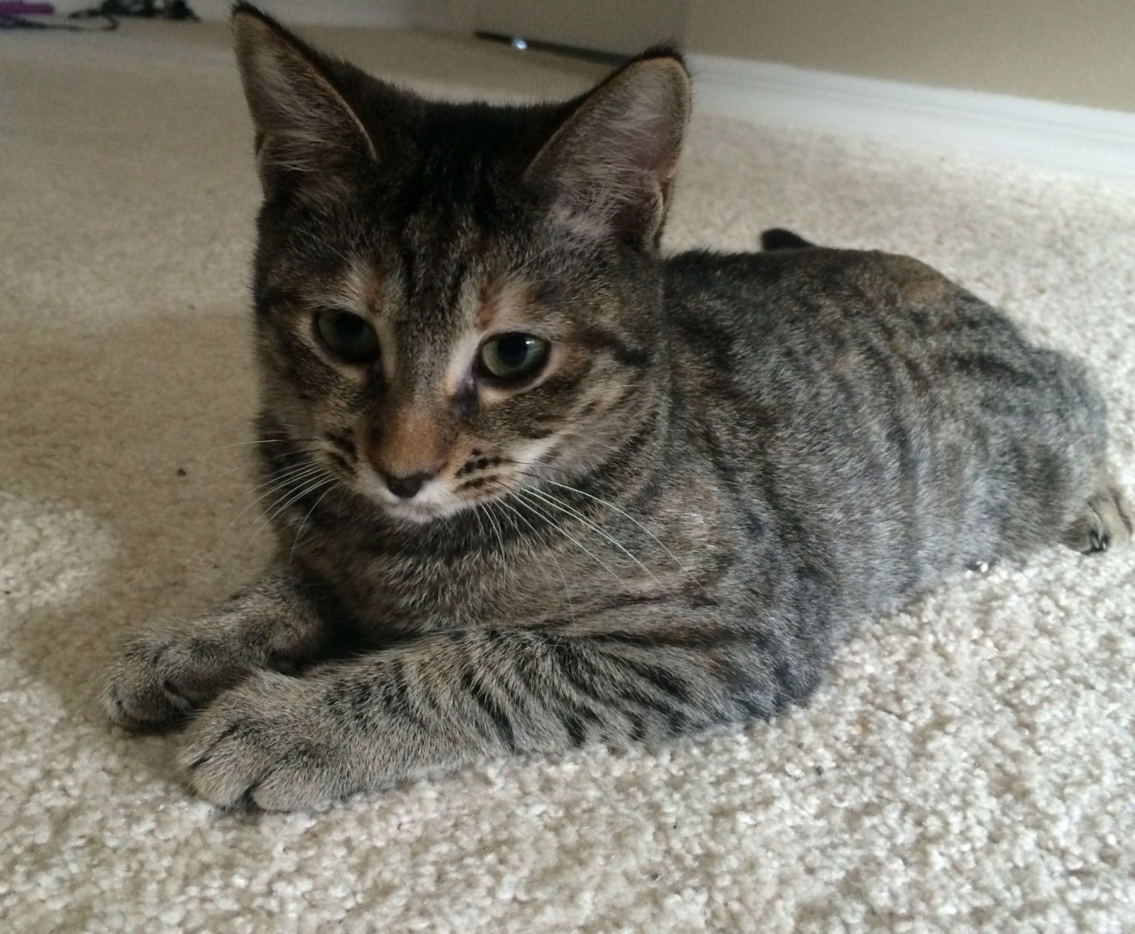 SPICE 8.20.14 - Domestic Short Hair / Torbie available for adoption