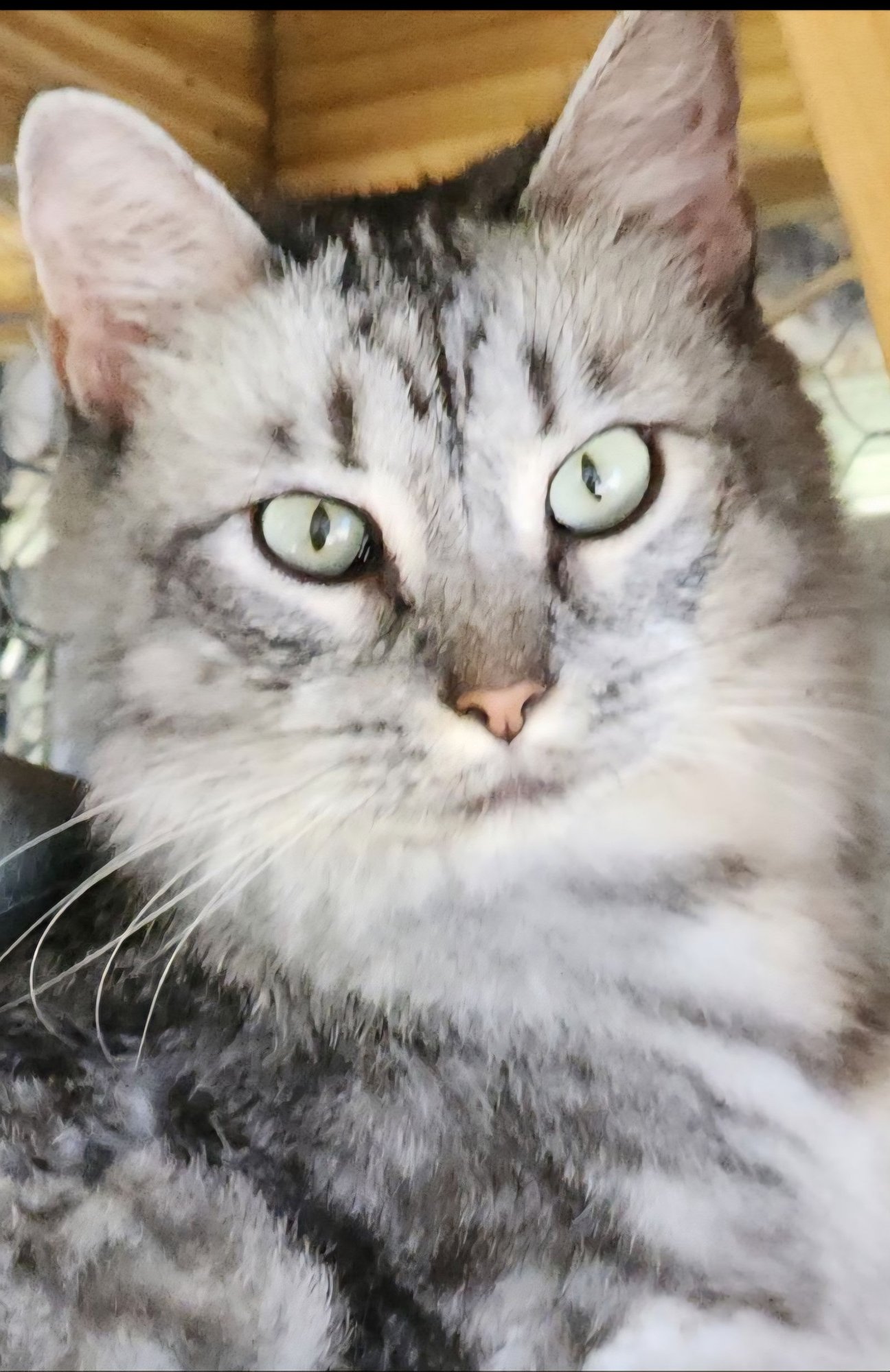 FLORA 3.6.25 - Domestic Medium Hair available for adoption