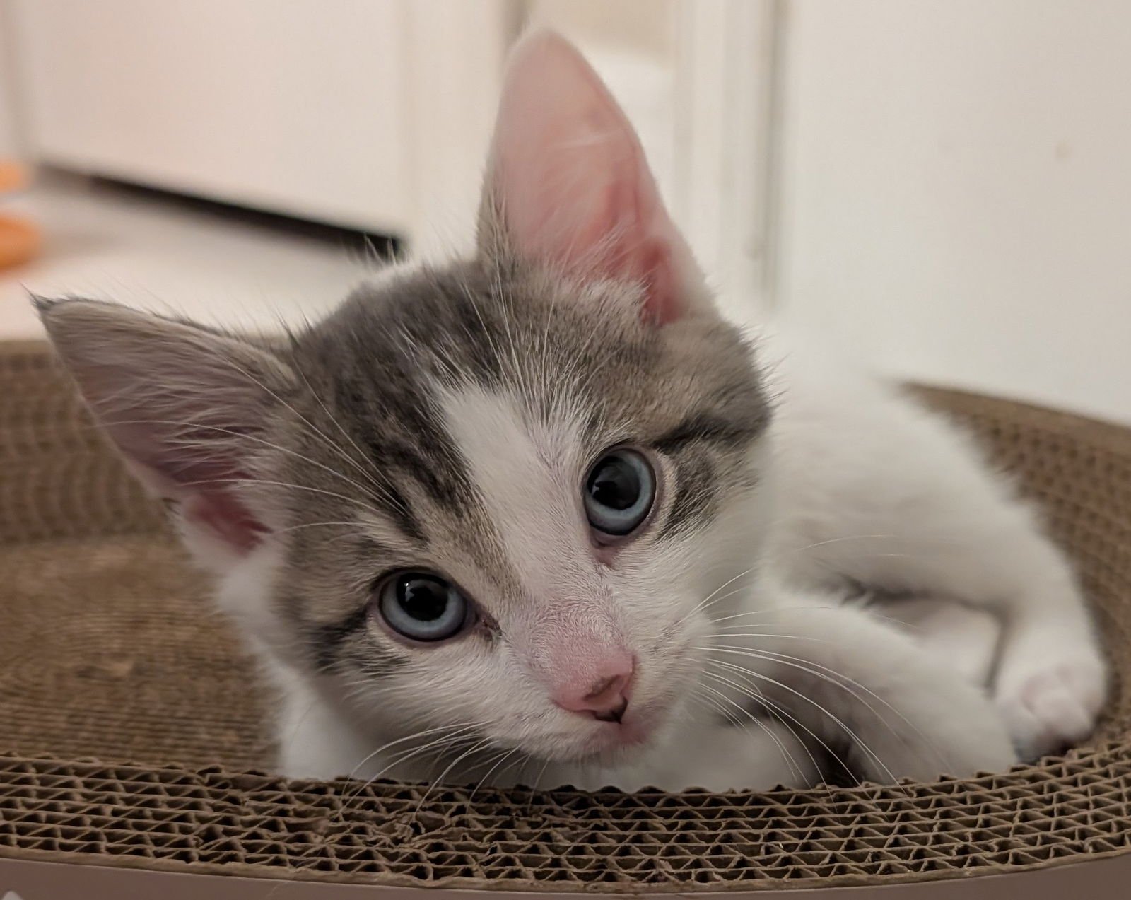 ELLIOTT 10.15.25 - Domestic Short Hair available for adoption