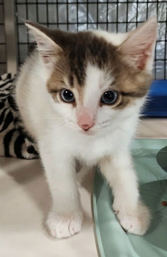 ELLIOTT 10.15.25 - Domestic Short Hair available for adoption