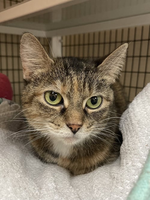 NOODLES - Domestic Short Hair / Tortoiseshell available for adoption