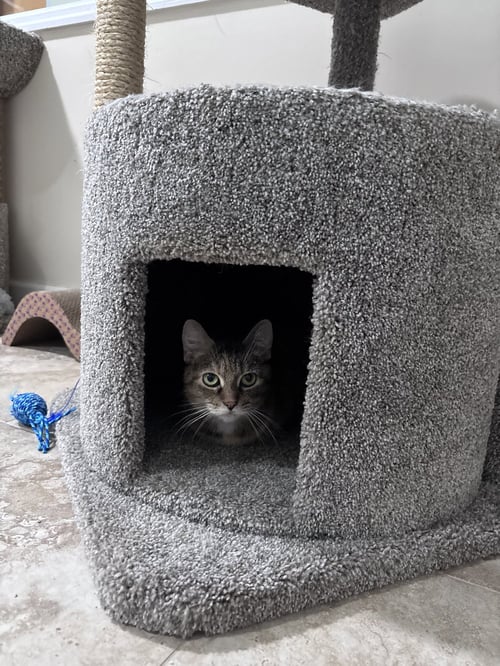 NOODLES - Domestic Short Hair / Tortoiseshell available for adoption