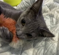 Addie - Photo 2