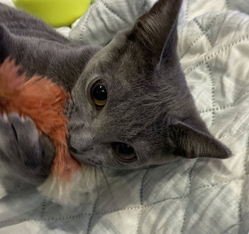 ADDIE - Domestic Short Hair available for adoption
