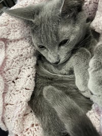 Addie - Photo 3
