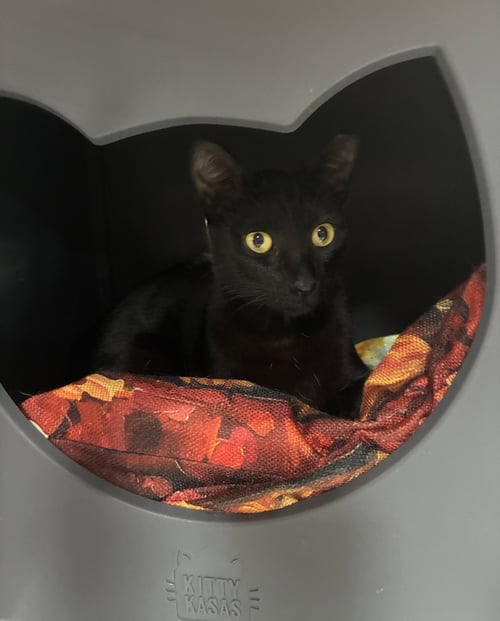 DELTA - Domestic Short Hair for adoption in Boynton Beach