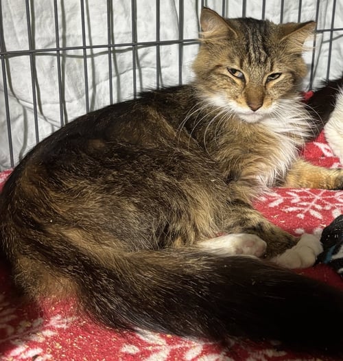 PHYLLIS - Domestic Long Hair / Torbie available for adoption