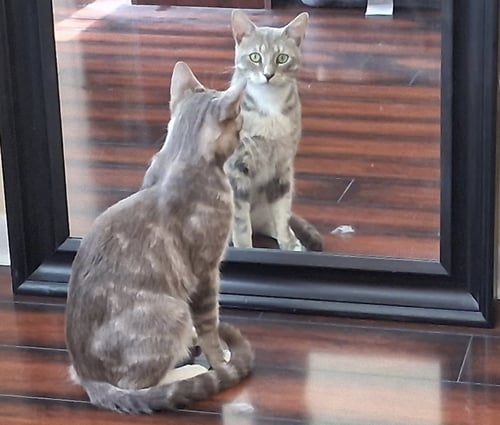 CHARLIE - Domestic Short Hair available for adoption