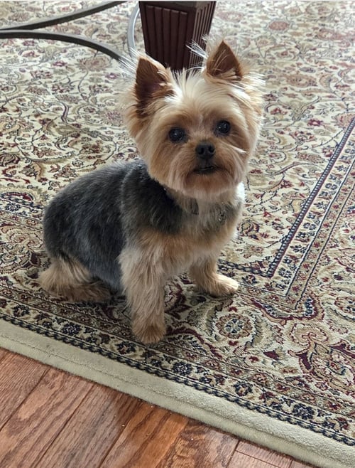 A ANGELICA - Yorkshire Terrier Yorkie available for adoption