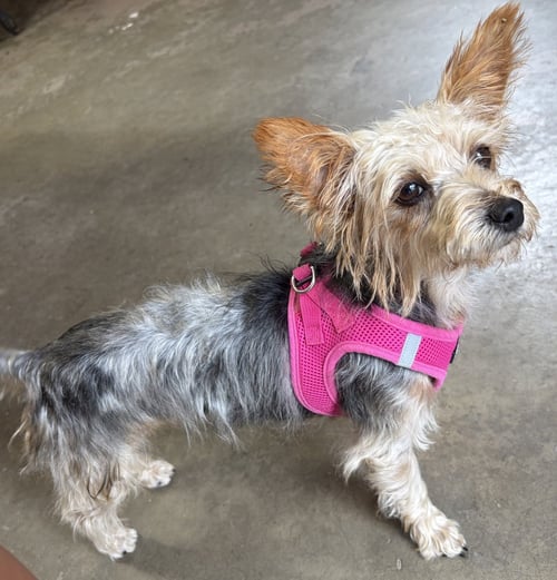A SABRINA - Yorkshire Terrier Yorkie available for adoption