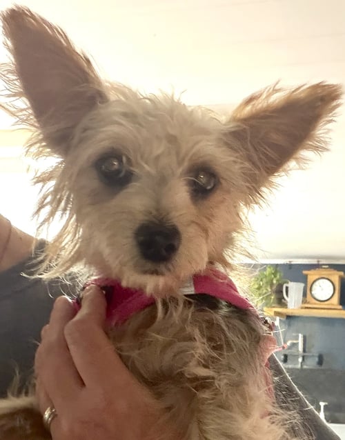 A SABRINA - Yorkshire Terrier Yorkie available for adoption