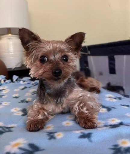A CASEY - Yorkshire Terrier Yorkie for adoption in Reading