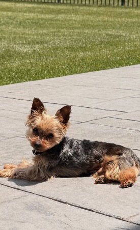 A CASEY - Yorkshire Terrier Yorkie available for adoption