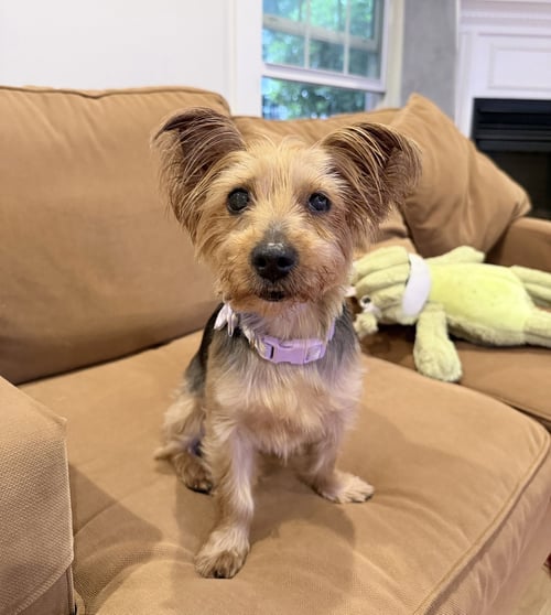 A FRANCESCA - Yorkshire Terrier Yorkie for adoption in Philadelphia