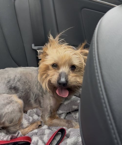 A DYLAN - Yorkshire Terrier Yorkie available for adoption