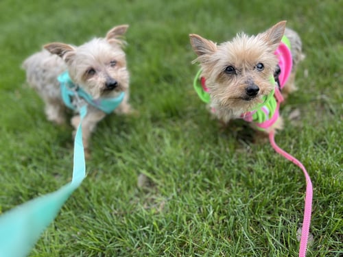 A SASHAY - Yorkshire Terrier Yorkie available for adoption