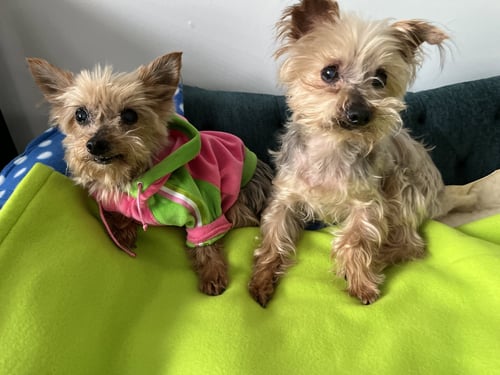 A SASHAY - Yorkshire Terrier Yorkie available for adoption