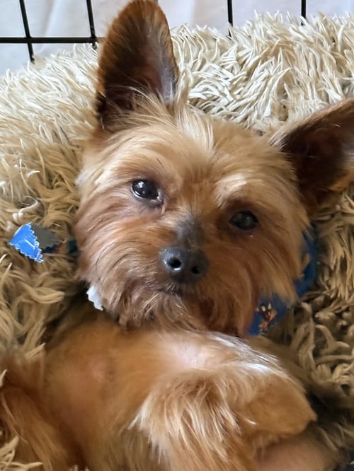A ARMANI - Yorkshire Terrier Yorkie available for adoption