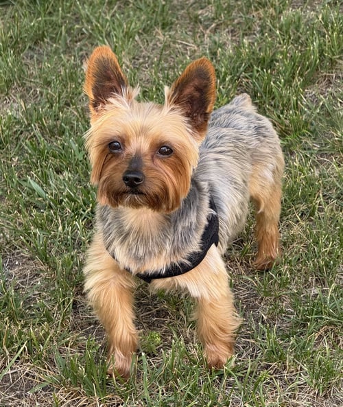 A ARMANI - Yorkshire Terrier Yorkie available for adoption