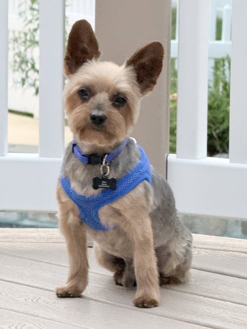 A ARMANI - Yorkshire Terrier Yorkie available for adoption