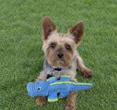 A ARMANI - Yorkshire Terrier Yorkie available for adoption