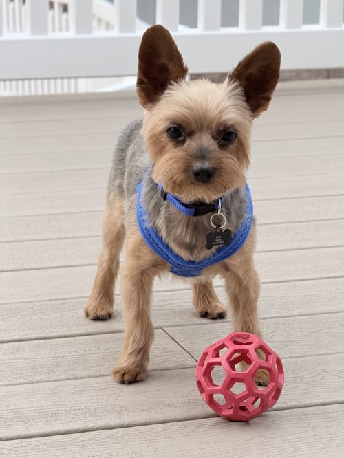 A ARMANI - Yorkshire Terrier Yorkie available for adoption