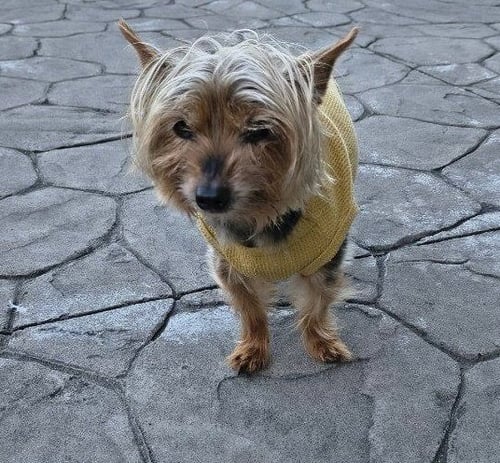 A ELLIOTT - Yorkshire Terrier Yorkie available for adoption