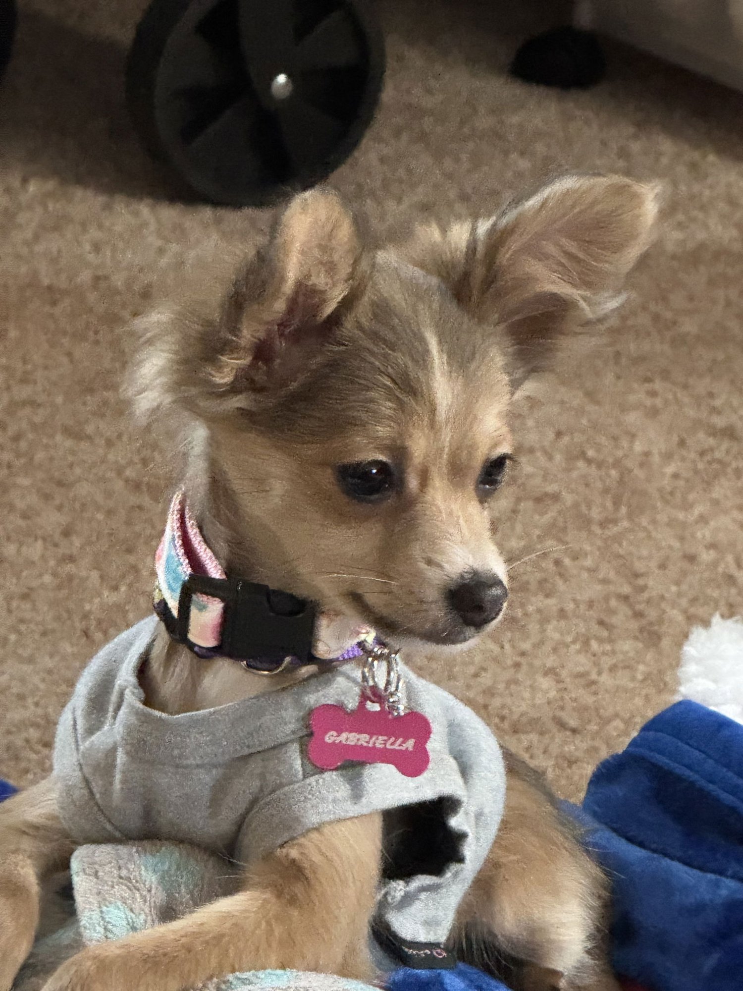A GABRIELLA - Chihuahua / Yorkshire Terrier Yorkie for adoption in Philadelphia