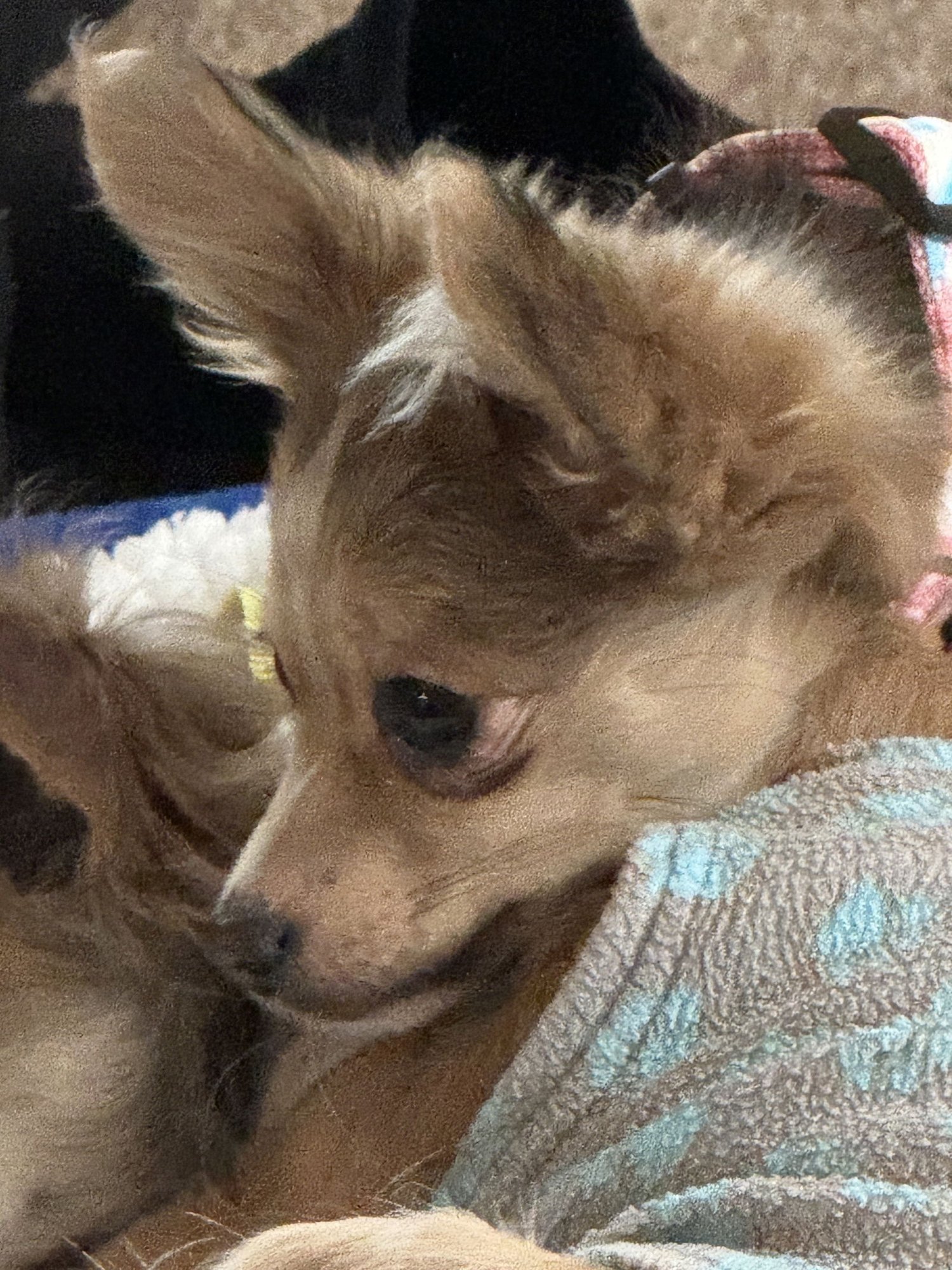 A GABRIELLA - Chihuahua / Yorkshire Terrier Yorkie available for adoption