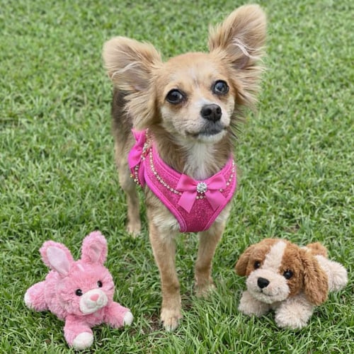 A GABRIELLA - Chihuahua / Yorkshire Terrier Yorkie for adoption in Philadelphia