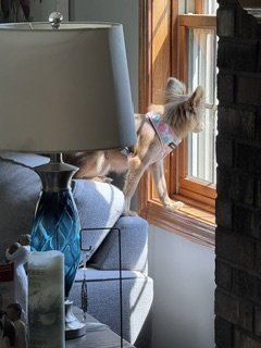 A GABRIELLA - Chihuahua / Yorkshire Terrier Yorkie available for adoption