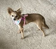 A Gabriella - Photo 4