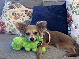 A GABRIELLA - Chihuahua / Yorkshire Terrier Yorkie available for adoption