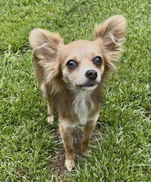 A GABRIELLA - Chihuahua / Yorkshire Terrier Yorkie available for adoption