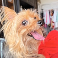 A Dixie - Photo 4