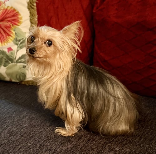 A DIXIE - Yorkshire Terrier Yorkie available for adoption