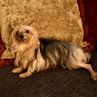 A Dixie - Photo 3
