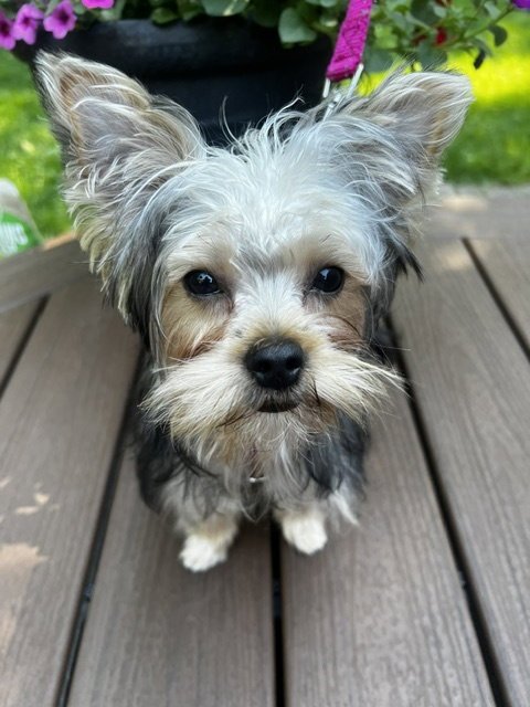 A Luci Image