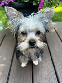 A Luci - Photo 1