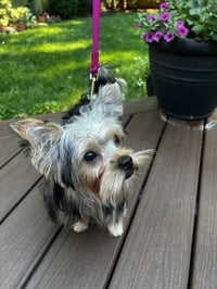 A Luci - Photo 3