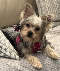 A Luci - Photo 4