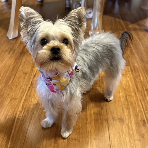 A LUCI - Yorkshire Terrier Yorkie for adoption in Philadelphia