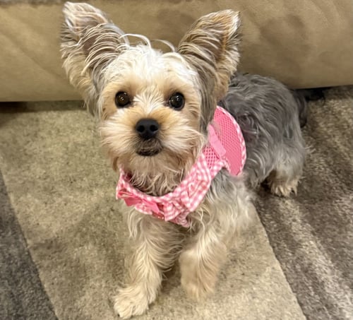 A LUCI - Yorkshire Terrier Yorkie available for adoption
