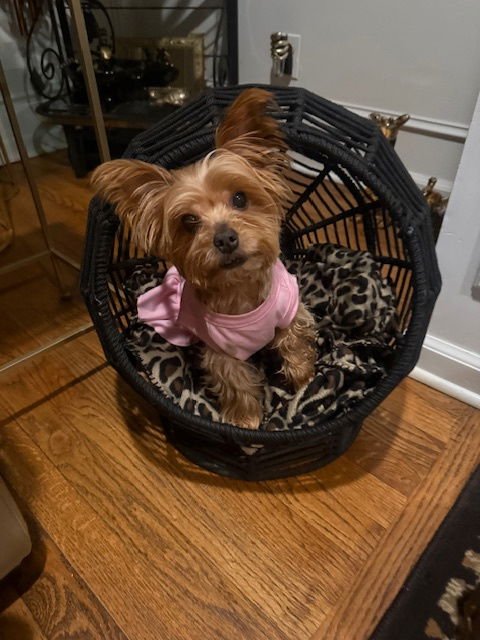 A MEZZALUNA - Yorkshire Terrier Yorkie available for adoption