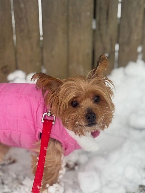 A MEZZALUNA - Yorkshire Terrier Yorkie available for adoption