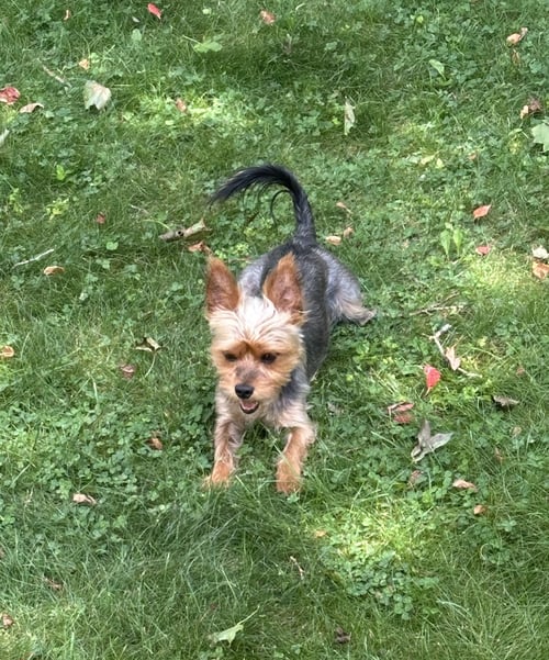 A SEBASTIEN - Yorkshire Terrier Yorkie available for adoption