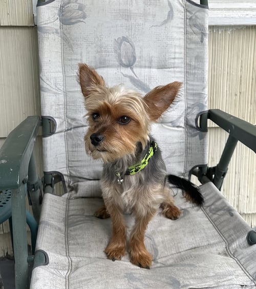 A SEBASTIEN - Yorkshire Terrier Yorkie available for adoption