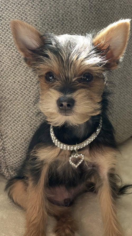 A GIA - Yorkshire Terrier Yorkie / Chihuahua available for adoption