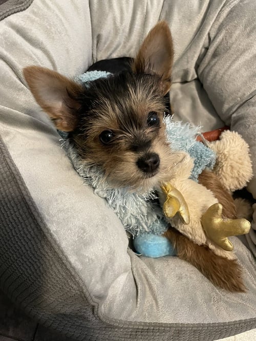 A GIA - Yorkshire Terrier Yorkie / Chihuahua available for adoption